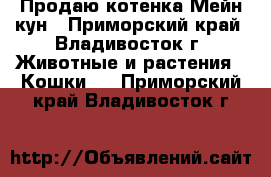 Продаю котенка Мейн-кун - Приморский край, Владивосток г. Животные и растения » Кошки   . Приморский край,Владивосток г.